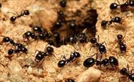 تحقیق مورچه حشره ای اجتماعی